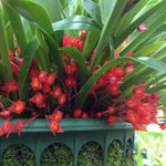 Carica l'immagine nel visualizzatore Galleria, Maxillaria coccinea