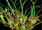 Carica l'immagine nel visualizzatore Galleria, Maxillaria tenuifolia