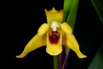 Carica l'immagine nel visualizzatore Galleria, Maxillaria variabilis yellow