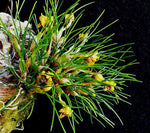 Carica l&#39;immagine nel visualizzatore Galleria, Maxillaria vitelliniflora
