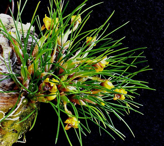 Maxillaria vitelliniflora