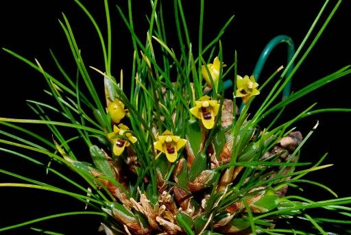 Maxillaria vitelliniflora