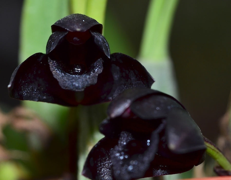 Brasiliorchis schunkeana