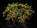 Load image into Gallery viewer, Mediocalcar decoratum