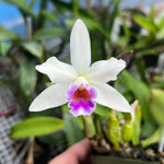 Carica l&#39;immagine nel visualizzatore Galleria, Cattleya Memoria Marina Camilo (C. luteola x C. alaorii)
