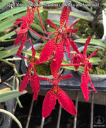 Carica l&#39;immagine nel visualizzatore Galleria, Renanthera Memoria Robin Musolino (R. bella × imschootiana)
