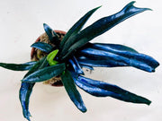 Microsorum thailandicum