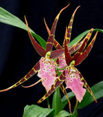 Carica l&#39;immagine nel visualizzatore Galleria, Bratonia Shelob &#39;Tolkien&#39;
