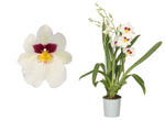 Carica l'immagine nel visualizzatore Galleria, Miltoniopsis Herr Alexander