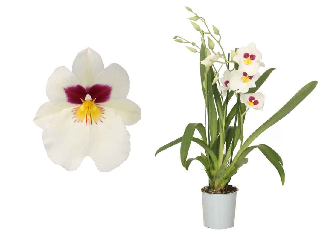 Miltoniopsis Herr Alexander