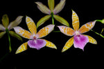 Load image into Gallery viewer, Miltonia binotii