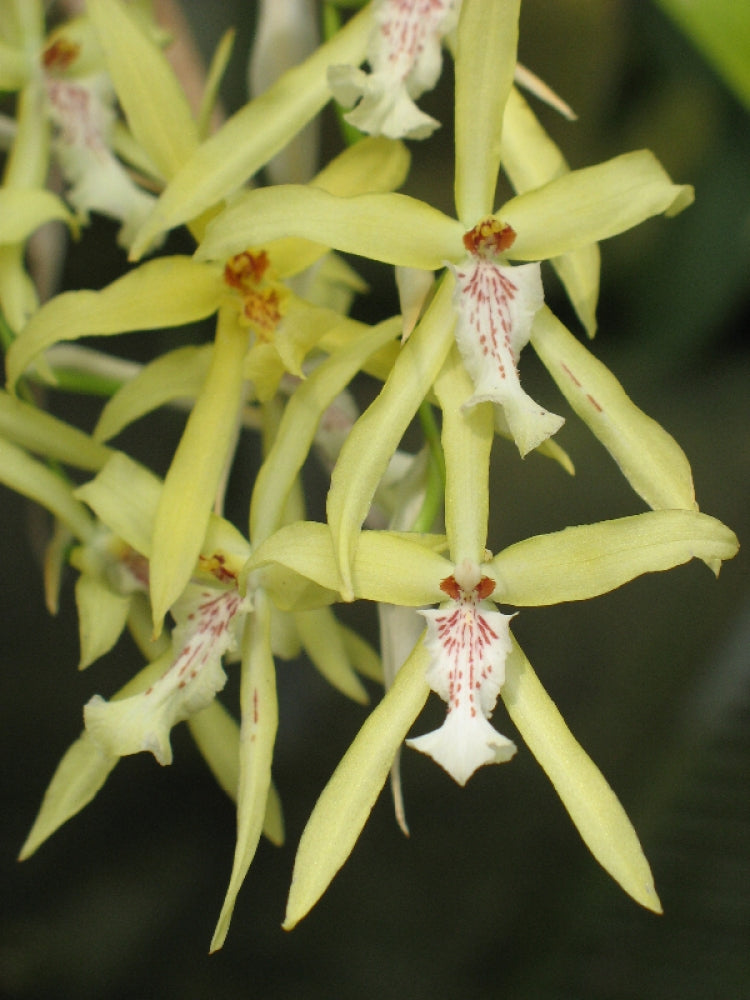 Miltonia flavescens