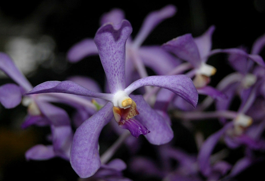 Mokara Jairak Blue