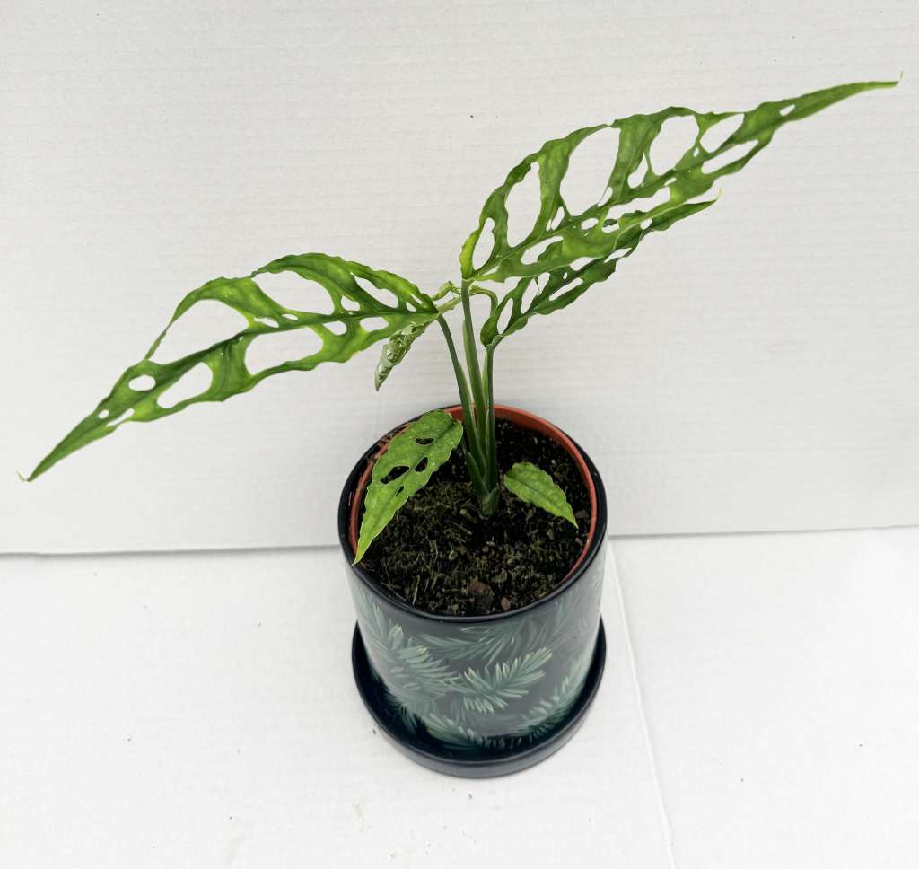 Monstera Obliqua "Perù"