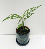 Carica l&#39;immagine nel visualizzatore Galleria, Monstera Obliqua &quot;Perù&quot;
