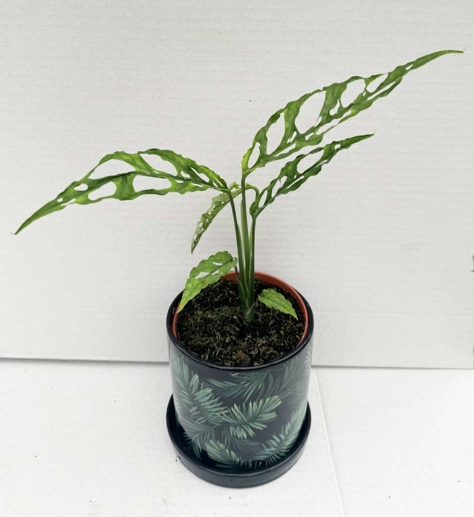 Monstera Obliqua "Perù"