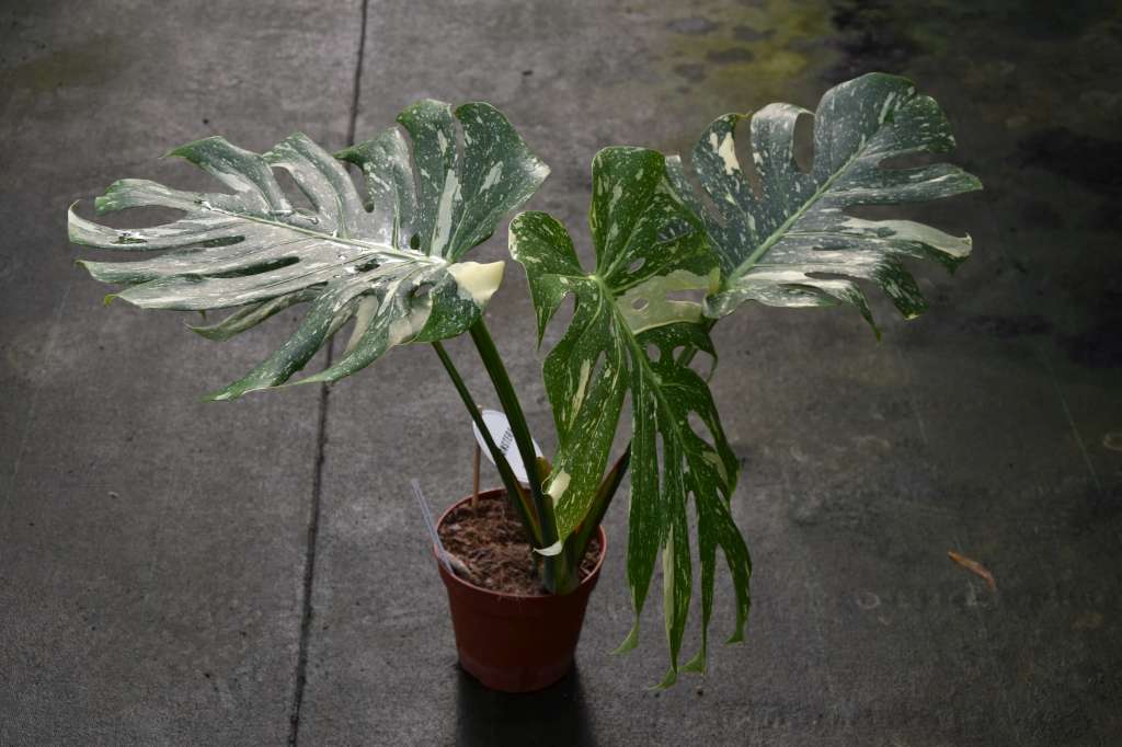 Monstera deliciosa 'Thai Constellation'