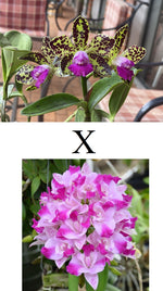 Carica l&#39;immagine nel visualizzatore Galleria, Cattleya Monte Elegante x Black Jack
