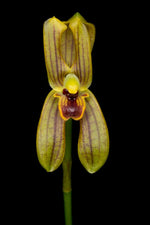 Load image into Gallery viewer, Mormolyca ringens
