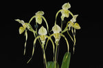 Carica l'immagine nel visualizzatore Galleria, Paphiopedilum Mount Toro fma. Album (Paph. stonei x Paph. philippinense)