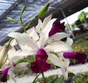 Myrmecocattleya HKN Yen's Devotion (Myrmecophila thomsoniana × Cattleya violacea)