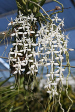 Carica l'immagine nel visualizzatore Galleria, Mystacidium venosum