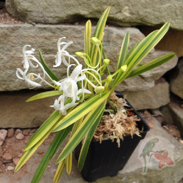 Neofinetia falcata 'Taiyoden' 太陽殿