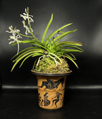 Carica l'immagine nel visualizzatore Galleria, Neofinetia falcata ‘Nangoku no Mai’ 南国の舞