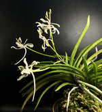 Carica l'immagine nel visualizzatore Galleria, Neofinetia falcata ‘Nangoku no Mai’ 南国の舞