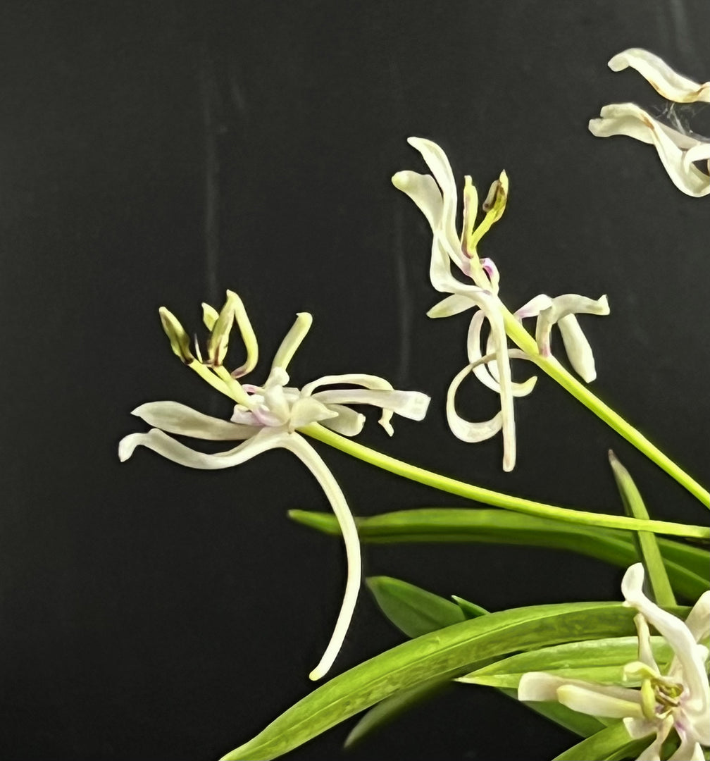 Neofinetia falcata ‘Nangoku no Mai’ 南国の舞