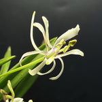 Carica l'immagine nel visualizzatore Galleria, Neofinetia falcata ‘Nangoku no Mai’ 南国の舞