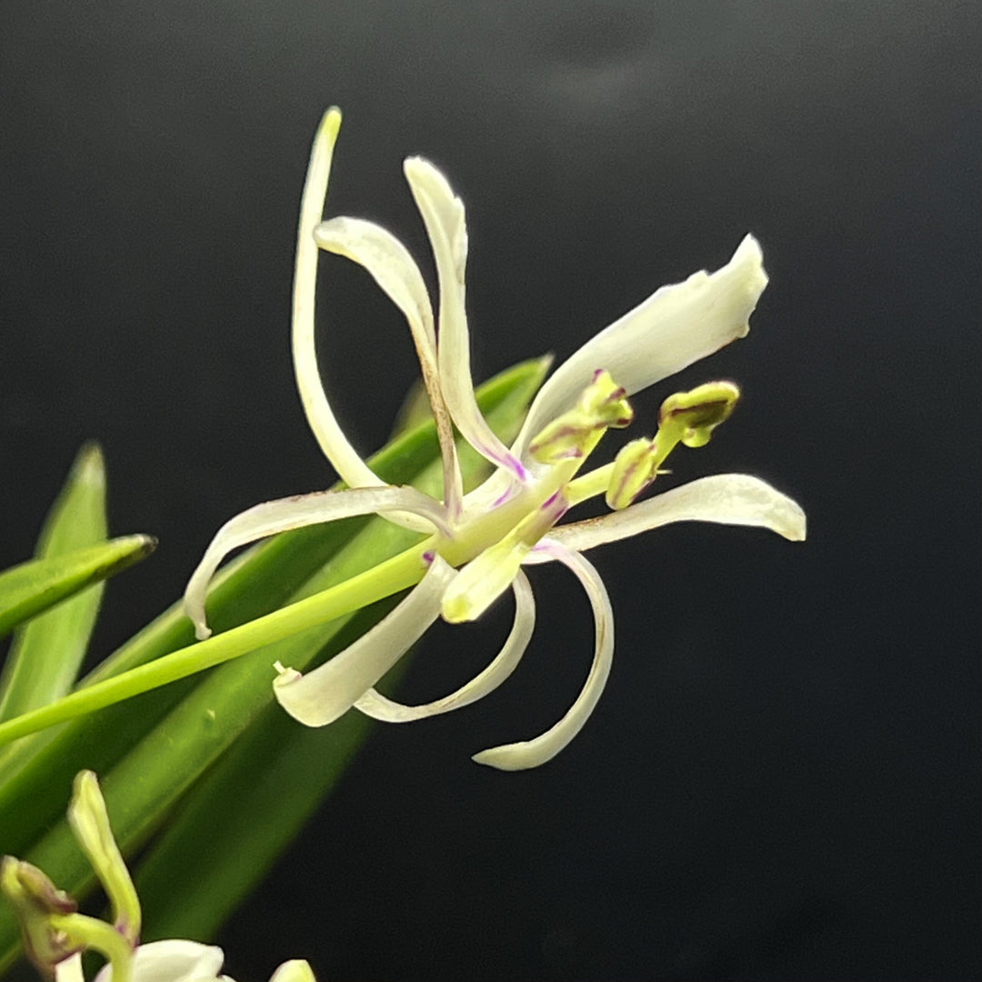 Neofinetia falcata ‘Nangoku no Mai’ 南国の舞