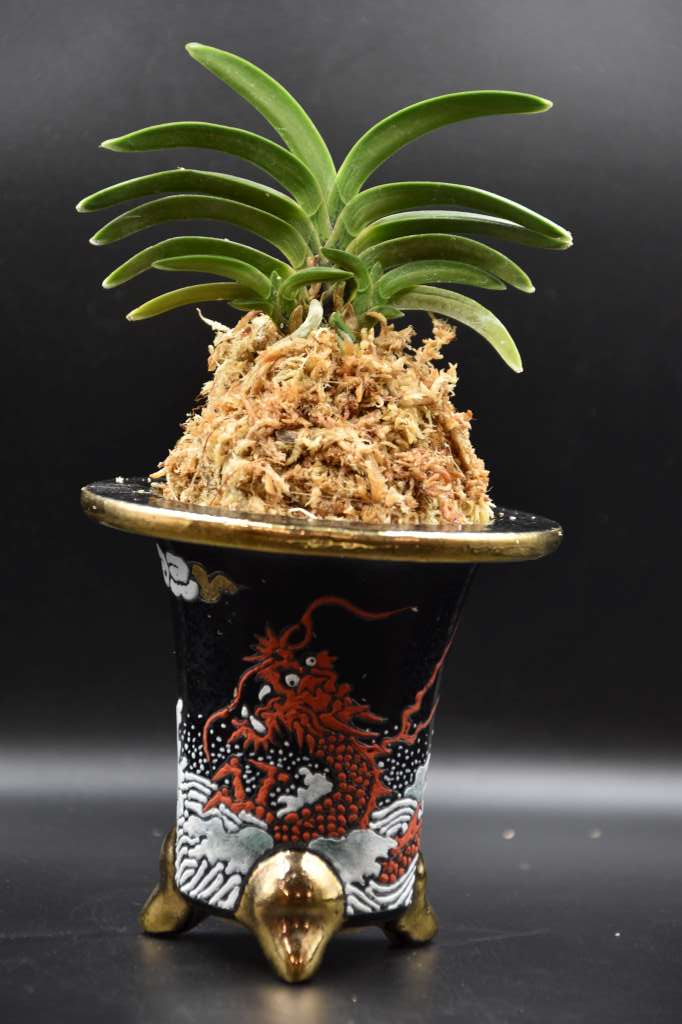 Neofinetia falcata 'Nanshu daruma' 南州達磨
