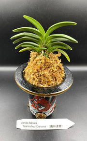 Neofinetia falcata 'Nanshu daruma' 南州達磨
