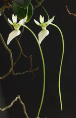 Load image into Gallery viewer, Neobathiea filicornu