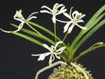 Carica l'immagine nel visualizzatore Galleria, Neofinetia falcata 'Shunkyūden' 春及殿