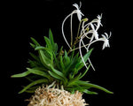 Carica l'immagine nel visualizzatore Galleria, Neofinetia falcata 'Amami jishi' 奄美獅子