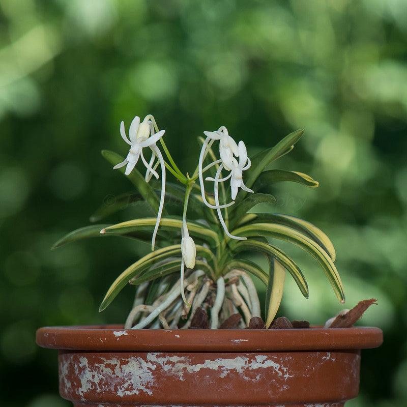 Neofinetia falcata 'Fugaku' 富嶽