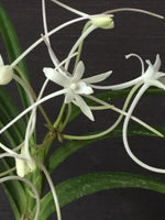 Carica l'immagine nel visualizzatore Galleria, Neofinetia falcata 'Manjushage' 曼珠沙華