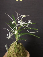 Carica l'immagine nel visualizzatore Galleria, Neofinetia falcata 'Manjushage' 曼珠沙華