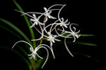 Carica l'immagine nel visualizzatore Galleria, Neofinetia falcata 'Manjushage' 曼珠沙華