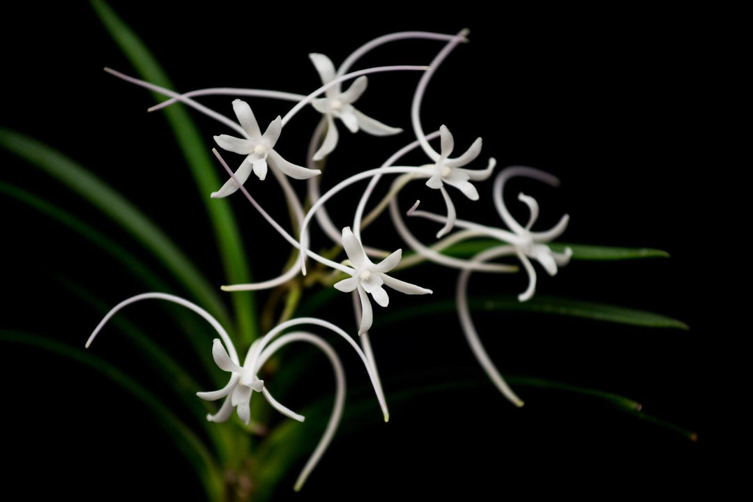 Neofinetia falcata 'Manjushage' 曼珠沙華