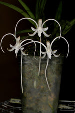Carica l'immagine nel visualizzatore Galleria, Neofinetia falcata 'Manjushage' 曼珠沙華