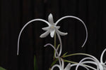 Carica l'immagine nel visualizzatore Galleria, Neofinetia falcata 'Manjushage' 曼珠沙華