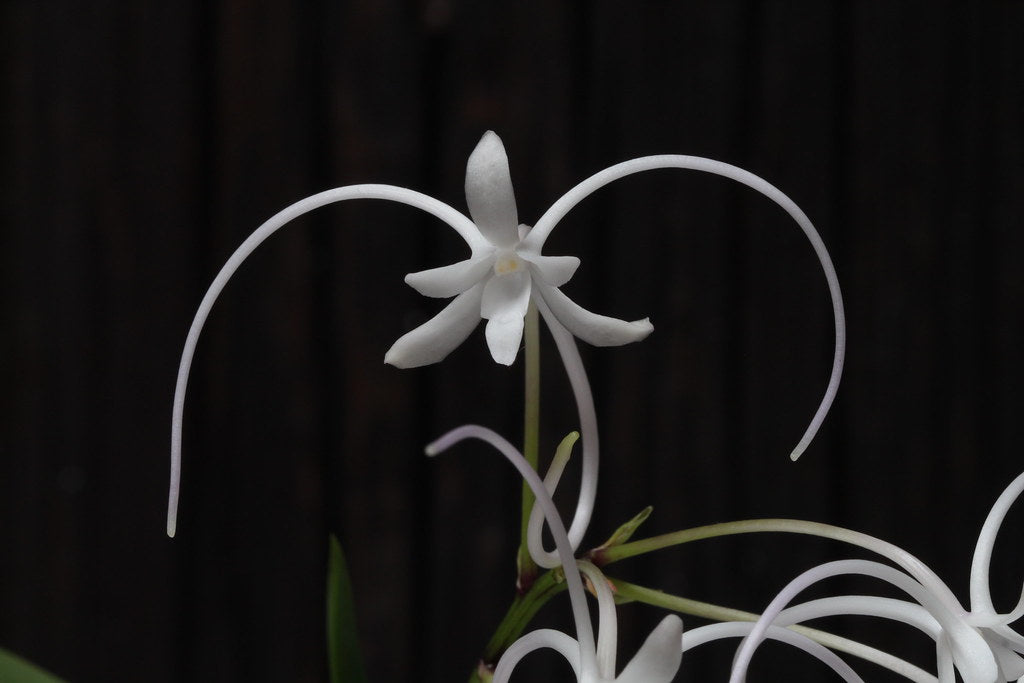 Neofinetia falcata 'Manjushage' 曼珠沙華