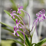 Carica l'immagine nel visualizzatore Galleria, Neofinetia falcata 'Nishigara' x 'Kouyo'（光陽）濃赤花
