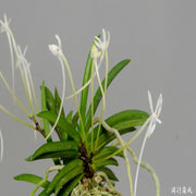 Neofinetia falcata 'Seto no tsurugi'  瀬戸の剣