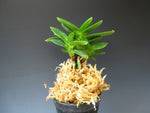 Carica l'immagine nel visualizzatore Galleria, Neofinetia falcata ‘Tengyokuhou’ 天玉宝