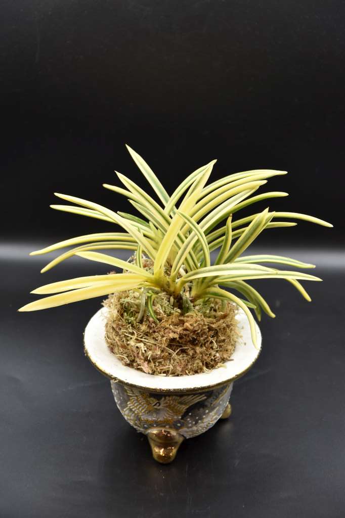 Neofinetia falcata 'Tenkeifukurin' 天恵覆輪