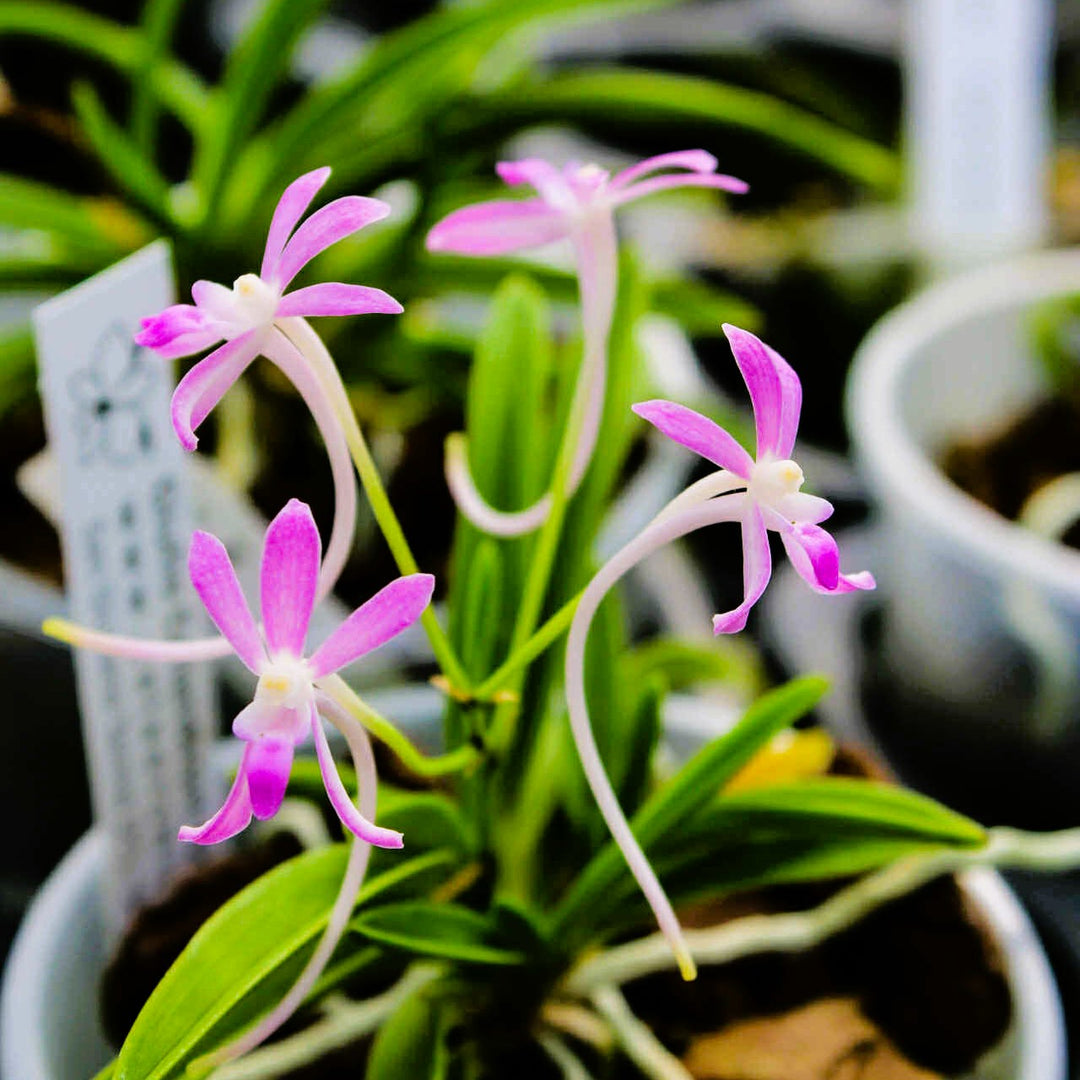 Neofinetia falcata 'Wonhong' 원홍 元紅